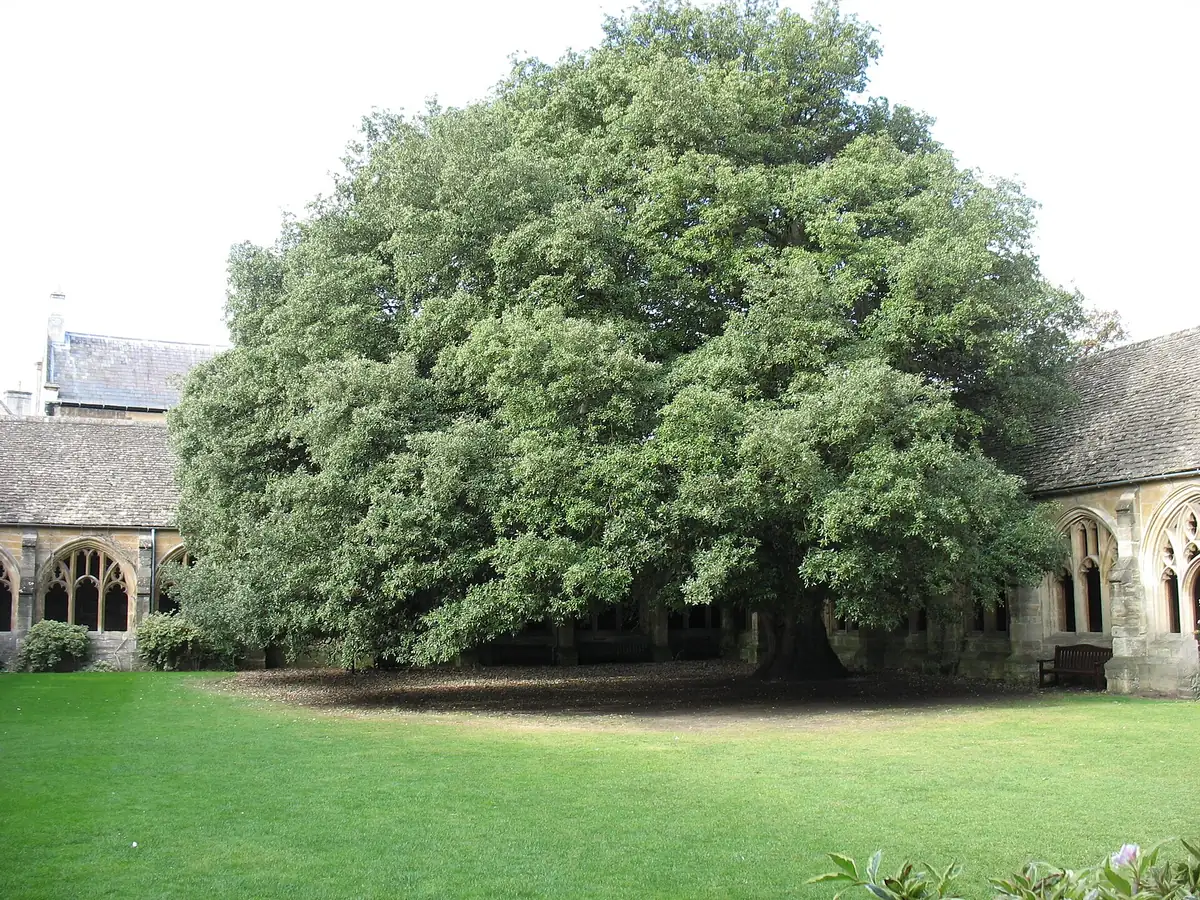 The holm oak in the New College cloister garden